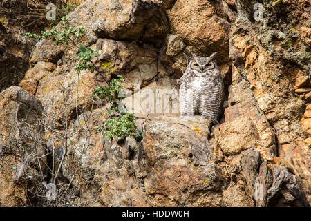 Eine wilde große gehörnte Eule tarnt in Felsformationen im Rocky Mountain National Park 9. Mai 2014 in Colorado. Stockfoto