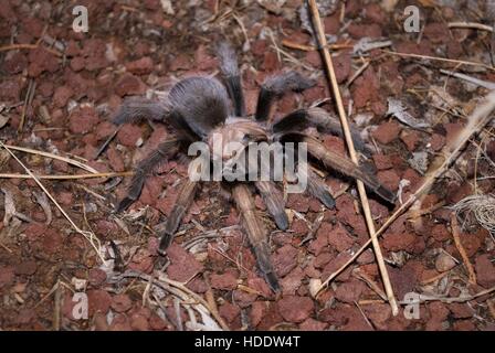 Eine männliche Vogelspinne kriecht über felsiges Gelände auf der Suche für einen Kumpel im Zion Canyon im Zion National Park 8. August 2010 in Utah. Stockfoto