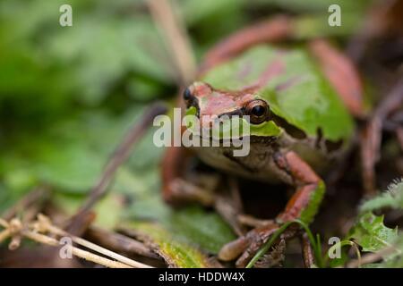 Ein Laubfrosch grüne Pacific Chor mit braunen Markierungen sitzt unter Blätter an die Oregon Coast National Wildlife Zuflucht komplexe Nestucca Bay National Wildlife Refuge 3. April 2016 in Tillamook, Oregon. Stockfoto