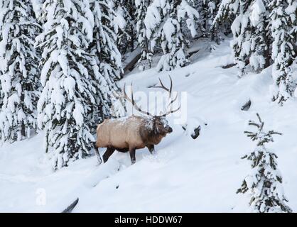 Ein Stier Elch Spaziergänge durch den verschneiten Wald in der Nähe von Obsidian Creek in den Yellowstone-Nationalpark 17. November 2016 in Wyoming. Stockfoto