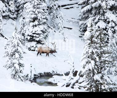 Ein Stier Elch Spaziergänge durch den verschneiten Wald in der Nähe von Obsidian Creek in den Yellowstone-Nationalpark 17. November 2016 in Wyoming. Stockfoto