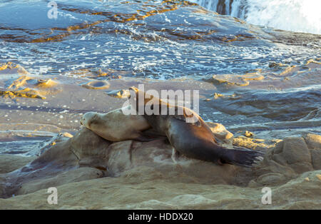 Zwei Dichtungen an der La Jolla, Kalifornien Küste, USA. Stockfoto