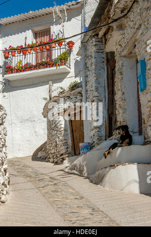 fauler Hund in einer Gasse Dorf Trevélez, Andalusien, Spanien Stockfoto