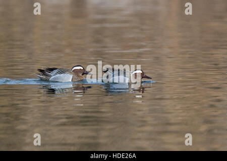 zwei gespiegelten männlichen Garganey Enten (Anas Querquedula) Schwimmen im Wasser Stockfoto