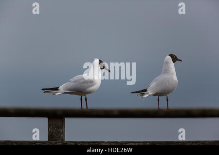 Porträt von zwei natürlichen gemeinsamen Lachmöwen stehend Stockfoto