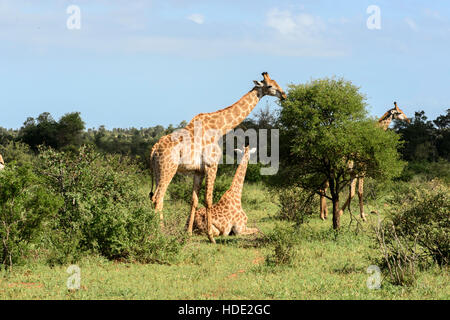 Giraffe Familiengruppe einschließlich Tier sitzen im Krüger Nationalpark Stockfoto