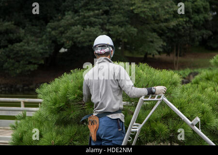 TOKYO, JAPAN - 3. Oktober 2016: Unbekannte Leute, Beschneiden von Pinien Hamarikyu Gärten in Tokio. Es ist ein öffentlicher Park geöffnet von 1 April 194 Stockfoto