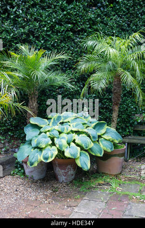 Topf gewachsen Pygmäen Dattelpalmen, Phoenix Roebelenii, umgeben von großen rotblättrige Hostas in einem exotischen Garten UK Stockfoto