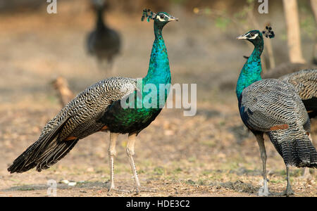 Das Bild der indischen Pfauen (Pavo Cristatus) aufgenommen in Daroji Wildschutzgebiet, Karnataka, Indien Stockfoto