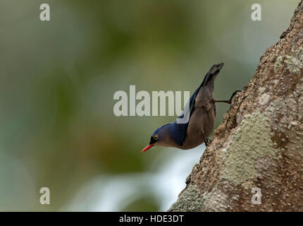 Das Bild samt fronted Kleiber (Sitta Frontalis) in Dandeli Wildschutzgebiet, Karnataka, Indien Stockfoto