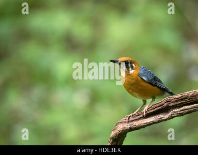 Das Bild des unter der Leitung von Orange Soor (Geokichla Citrina) bei Dandeli Wildschutzgebiet, Karnataka, Indien Stockfoto