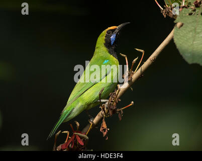 Das Bild der Golden-fronted Leafbird (Chloropsis Aurifrons) in Dandeli Wildschutzgebiet, Karnataka, Indien Stockfoto