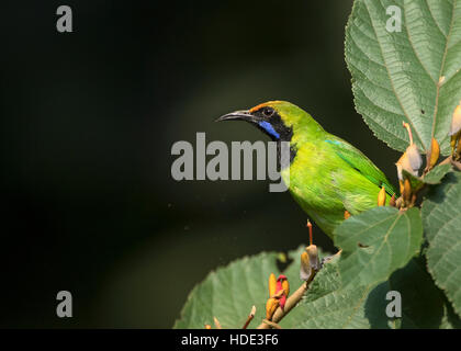 Das Bild der Golden-fronted Leafbird (Chloropsis Aurifrons) in Dandeli Wildschutzgebiet, Karnataka, Indien Stockfoto