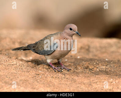 Das Bild des Lachens Taube (Spilopelia Senegalensis) im Naturschutzgebiet Daroji, Indien Stockfoto