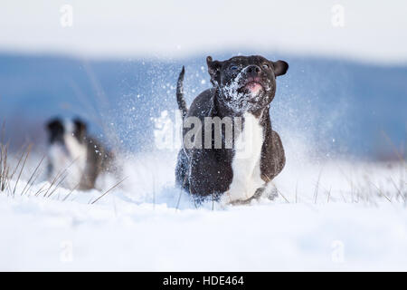 American Pit Bull Terrier genießen den Schnee Stockfoto