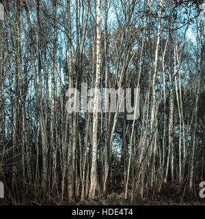 Silver Birch Baumstämme mit blauem Himmel - Muster in der Landschaft Stockfoto