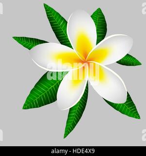 großen Magnolie Blume auf einem Hintergrund aus grünen Blättern. Thailand Urlaub. Stock Vektor