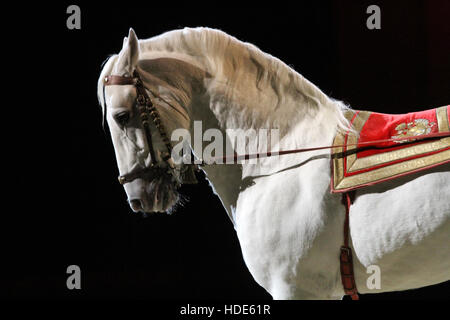 Seite Ansicht Nahaufnahme von einem schönen Lipizzaner show Pferd Stockfoto