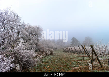 Dezember in den Weinbergen. Magie, gefrorene Zweige durch Frost abgedeckt. Spezielle Saison. Stockfoto