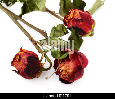 Drei getrocknete Rosen über dem weißen Hintergrund isoliert Stockfoto