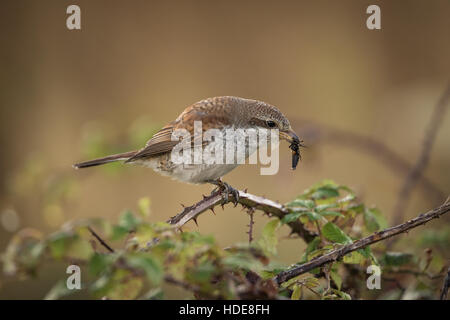 Juvenile Neuntöter (Lanius Collurio) Stockfoto