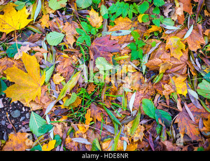 Teppich aus Laub auf dem Boden in einem Herbsttag Stockfoto