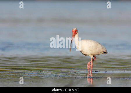 American White Ibis (Eudocimus Albus) auf Nahrungssuche im Wasser, Curry Hängematte State Park, Florida, USA Stockfoto