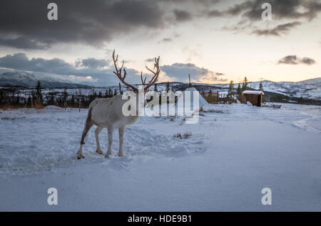 Rentier im verschneiten Norwegen Stockfoto