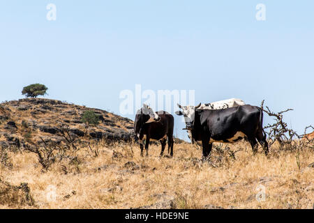 Tier-und Pflanzenwelt Kamel und Vieh Blick ins Innere der Kamera in Oman Salalah Landschaft Arabisch Stockfoto