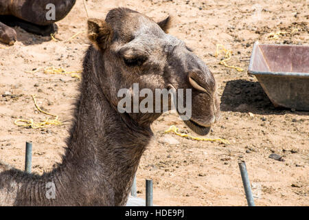 Tierwelt Camel lustige süße Blick lächelnd innen Kamera Oman Salalah Arabisch Stockfoto