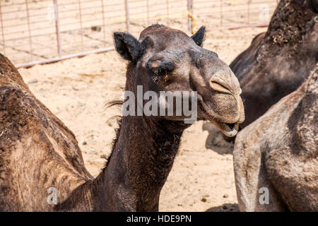 Tierwelt Camel lustige süße Blick lächelnd innen Kamera Oman Salalah Arabisch 2 Stockfoto