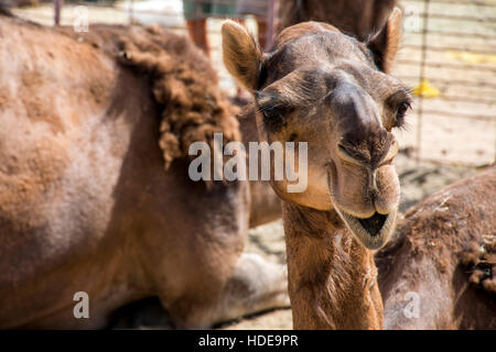 Tierwelt Camel lustige süße Blick lächelnd innen Kamera Oman Salalah Arabisch 3 Stockfoto