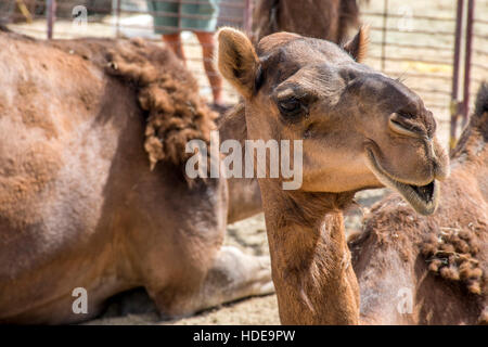 Tierwelt Camel lustige süße Blick lächelnd innen Kamera Oman Salalah Arabisch 4 Stockfoto