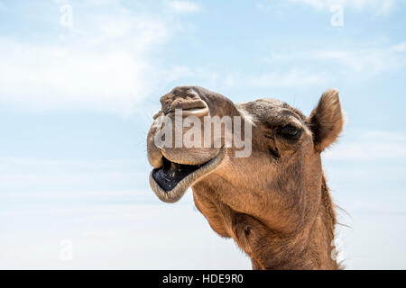 Tierwelt Camel lustige süße Blick lächelnd innen Kamera Oman Salalah Arabisch 5 Stockfoto