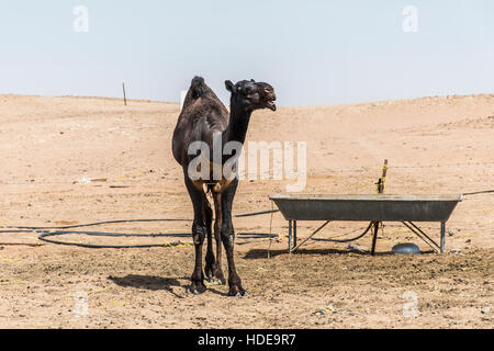 Tierwelt Camel lustige süße Blick lächelnd innen Kamera Oman Salalah Arabisch 6 Stockfoto