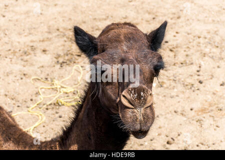 Tierwelt Camel lustige süße Blick lächelnd innen Kamera Oman Salalah Arabisch 7 Stockfoto