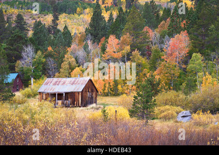 Rustikale Scheune mit Herbstfarben in Hope Valley, Kalifornien Stockfoto