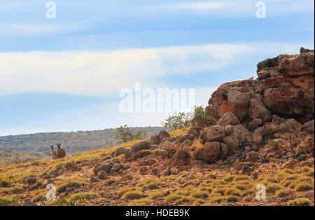 Cape Range National Park mit zwei roten Kängurus im Vordergrund. Western Australia, Australia Stockfoto