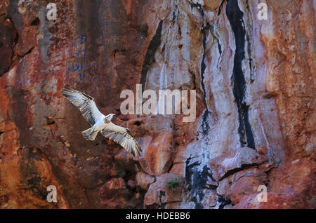 Eine östliche Fischadler - Pandion Cristatus - im Flug an Yardie Creek, Cape Range National Park, Western Australia Stockfoto