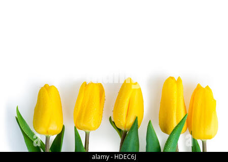 fünf Tulpen mit Wassertropfen bedeckt liegen in einer Reihe auf einem weißen Hintergrund Stockfoto