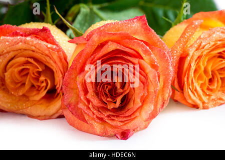 schöne Rosen Knospen sind mit Wassertropfen auf einem weißen Tisch bedeckt. Stockfoto