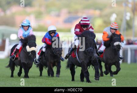 Plumpton, UK. 17. Oktober 2016. Kinvara Garner Reiten Fee Idaho gewinnt den Moorcroft Rennpferd Wohlfahrt Zentrum Shetlandpony Gold Cup in Plumpton Racecourse. © Tele Bilder / Alamy Live News Stockfoto