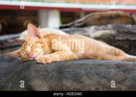 Niedliche Katzen schlafen entspannt auf dem Tempel-Hof Stockfoto