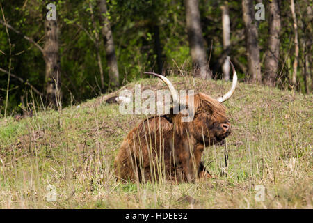 Entspannte Schottischen Hochlandrind sitzen in der Wiese Stockfoto