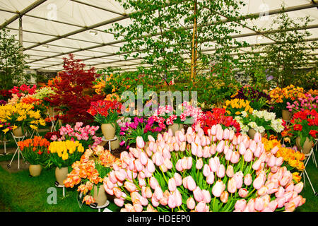 Chelsea Flower Show 2016, Bloms Glühbirnen Holland, Blume, Skulptur, Gartengestaltung, Ausstellung, fünf Veranstaltungstagen, London SW3, Großbritannien Stockfoto