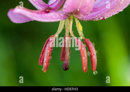 Detail der Antheren von der Türken-Kappe Lilie mit Morgentau. Stockfoto