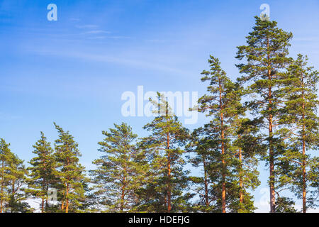 Kiefern über blauen Himmelshintergrund im Sommertag Stockfoto