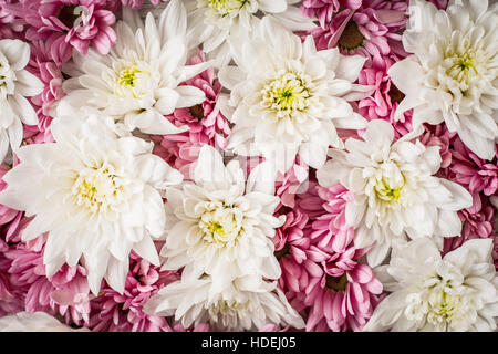 Rosa und weißen Blüten Hintergrund Nahaufnahme Stockfoto