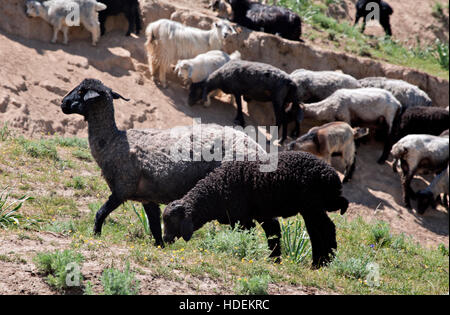 Schwarze Schafe auf der Weide im Nuratau-Gebirge, Usbekistan Stockfoto