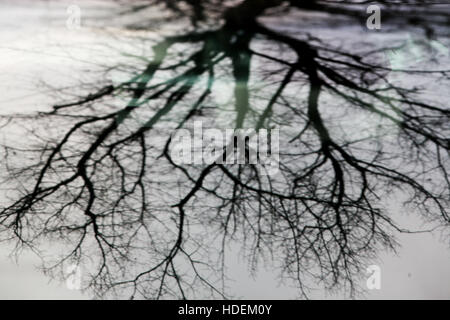 Demonstrant Sheffield Stadtratsbeschluss über 4000 Baum darin fiel ausgeschert sind Stadtgrenzen. Stockfoto